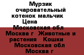 Мурзик очаровательный котенок-мальчик. › Цена ­ 1 000 - Московская обл., Москва г. Животные и растения » Кошки   . Московская обл.,Москва г.